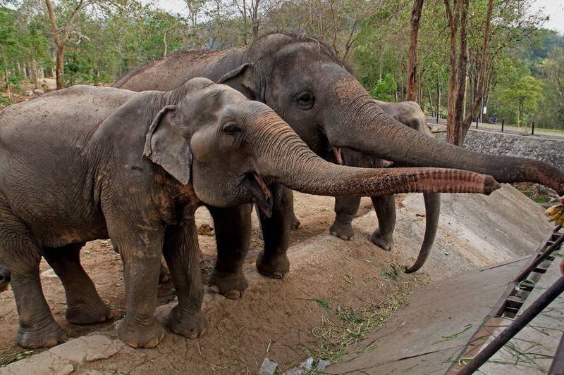Зоопарк као кео в паттайе - всё о тайланде