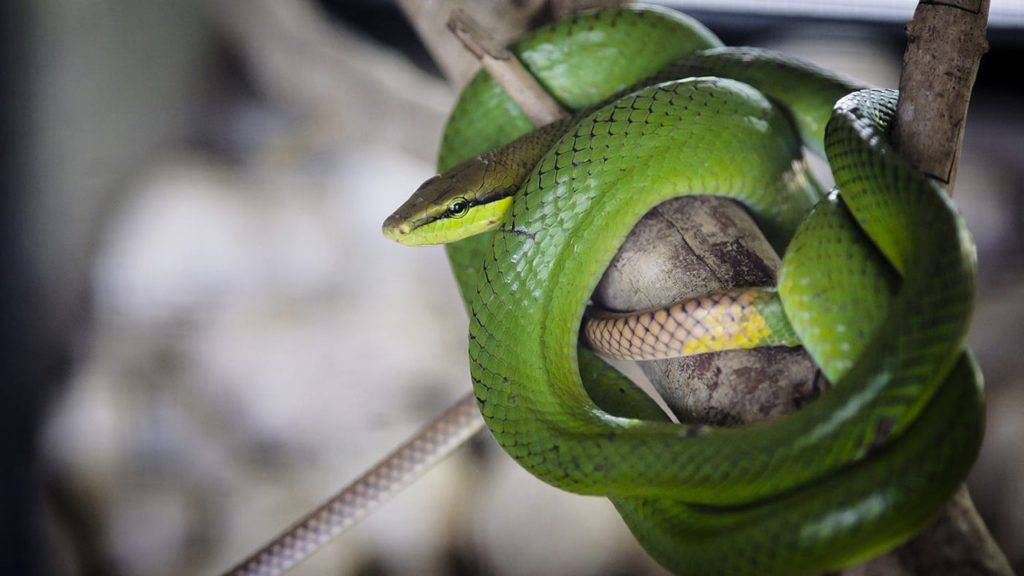 Змеи таиланда: ядовитые змеи, не ядовитые змеи, морские змеи... что делать при укусе змеи.