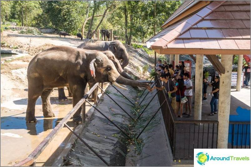 Зоопарк khao keow open zoo — часы работы, как добраться и что посмотреть