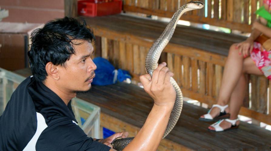 Какие змеи водятся в тайланде