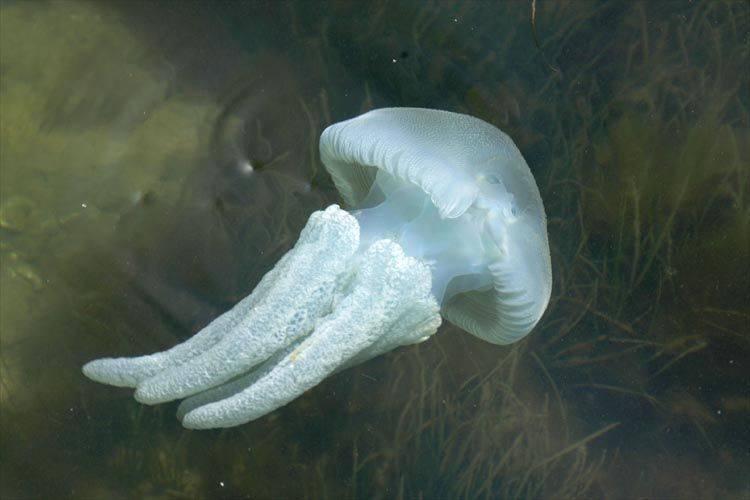 Медузы в таиланде: опасные виды. что делать, если обожгла медуза