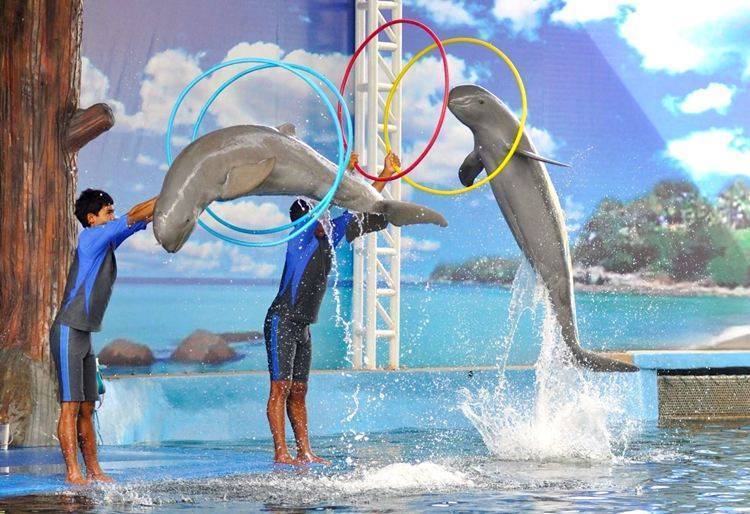 Дельфинарий dolphin world - саратовтур