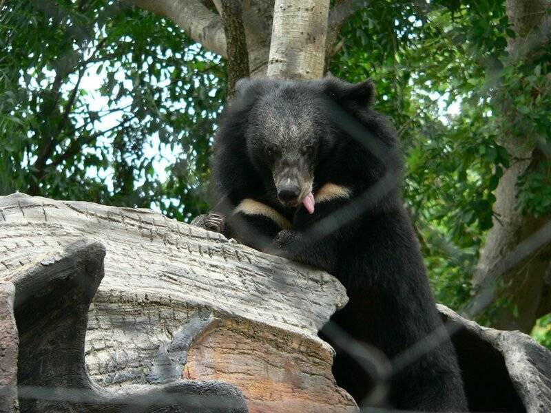 Кхао кхео - зоопарк в паттайе: фото, как добраться самостоятельно - 2022