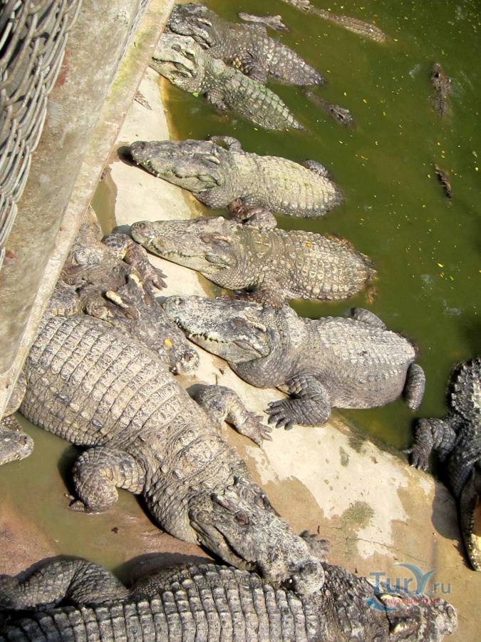 Крокодиловая ферма в паттайе: отзыв, как добраться, видео и фото