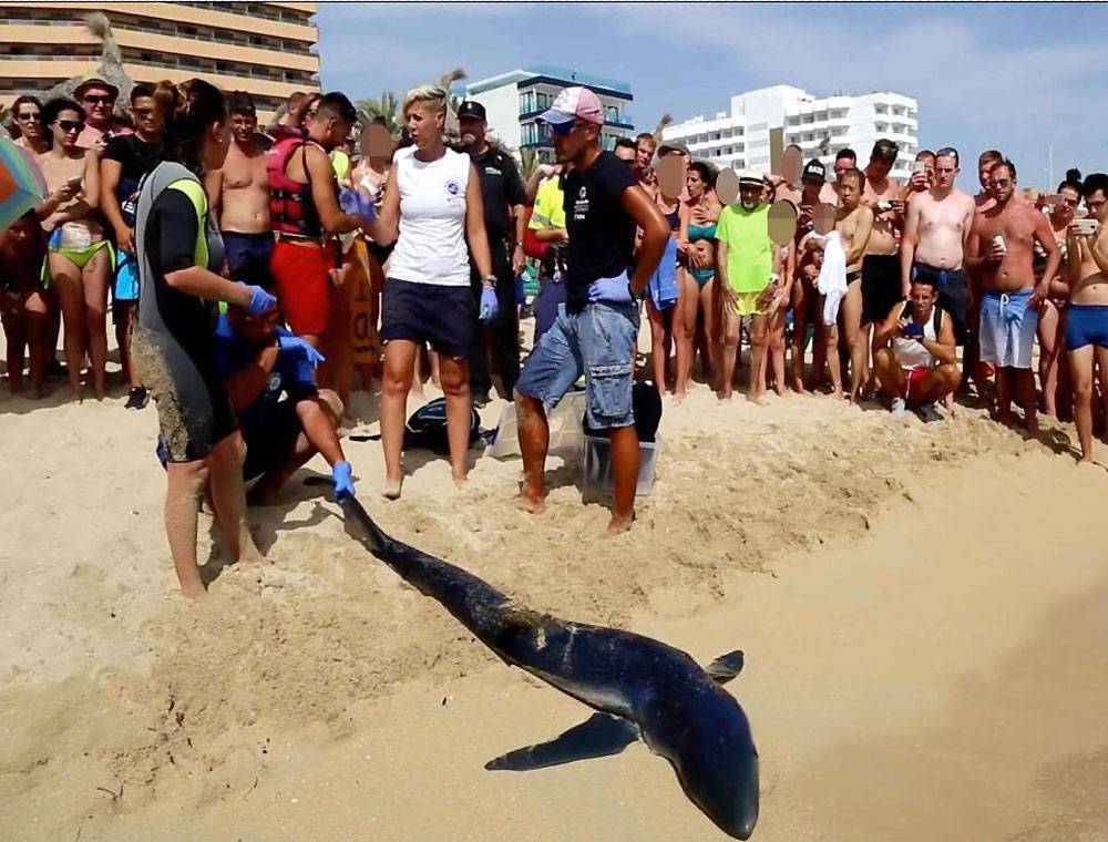 Акулы - самые опасные пляжи и курорты ∞ лагуна акул