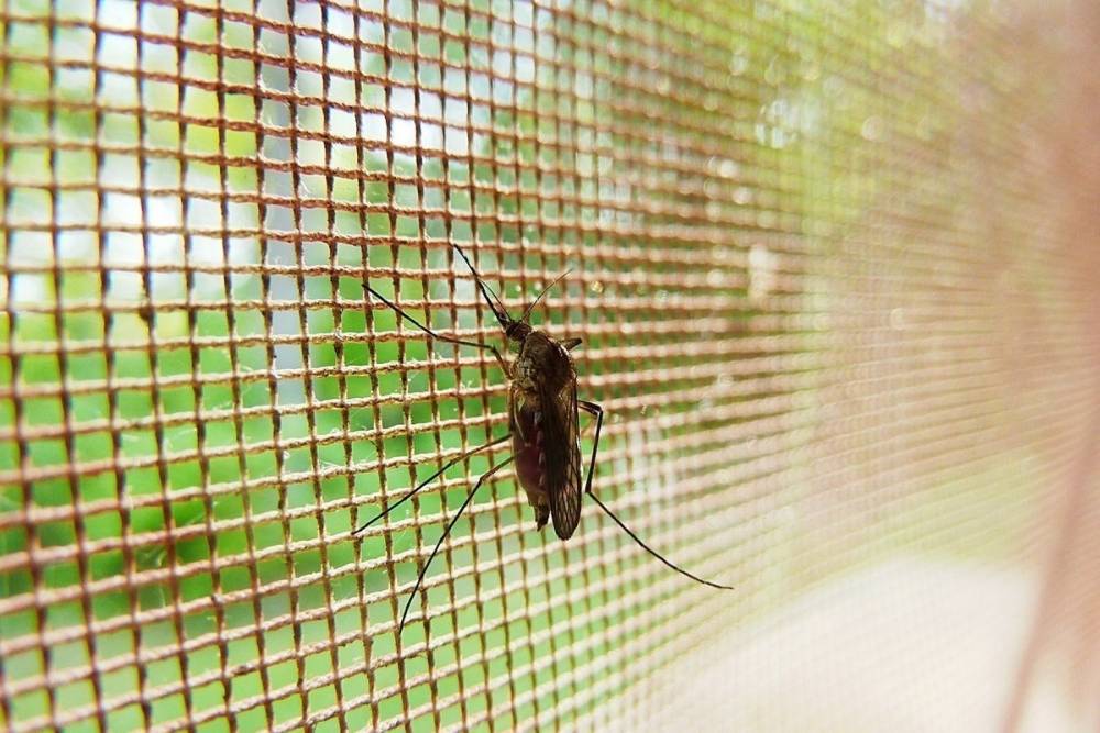 Комары в тайланде - что переносят и как защититься от укусов