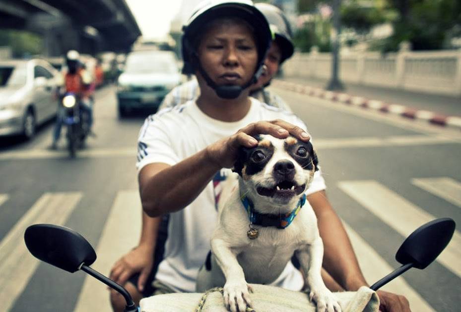 Собачье кафе в паттайе - фото и отзывы - pikitrip
