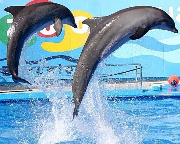 Есть ли в паттайе дельфинарий?