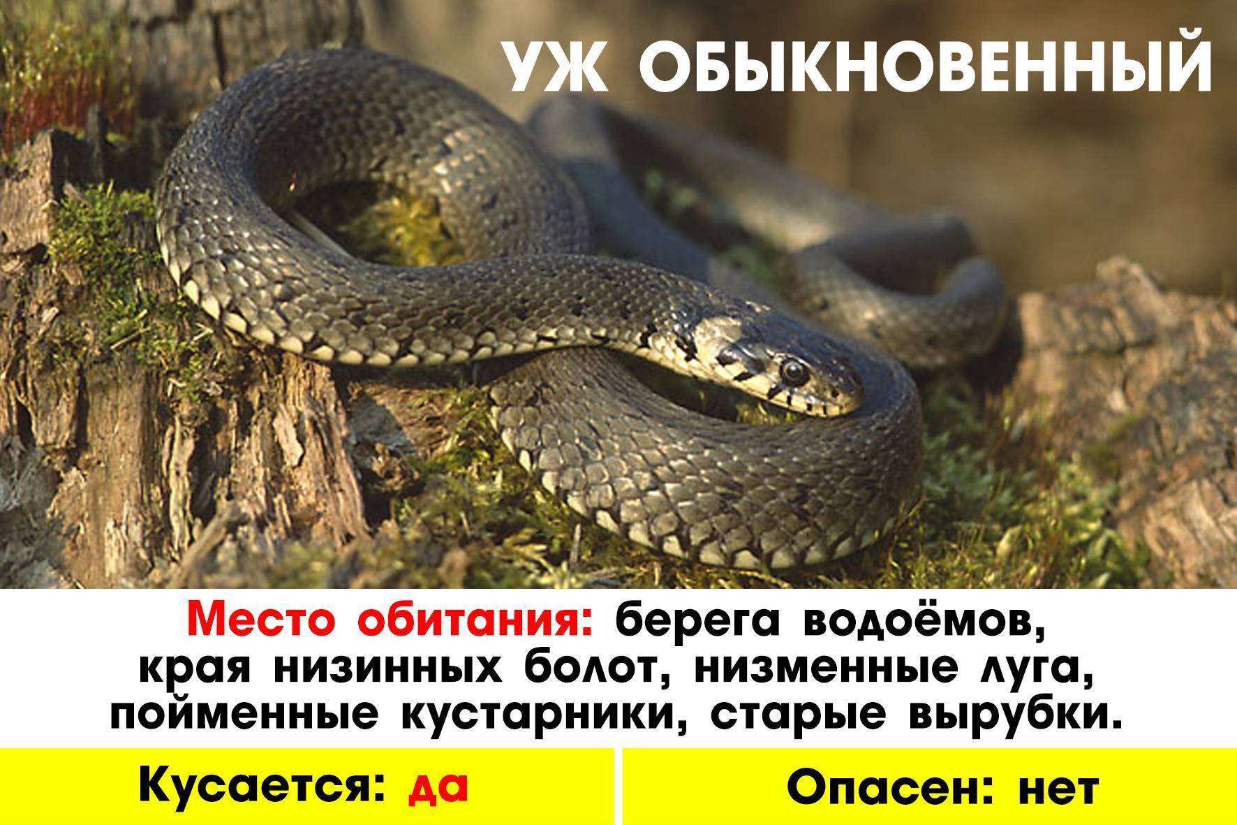 Как защититься от укусов змей - живучий.рф
