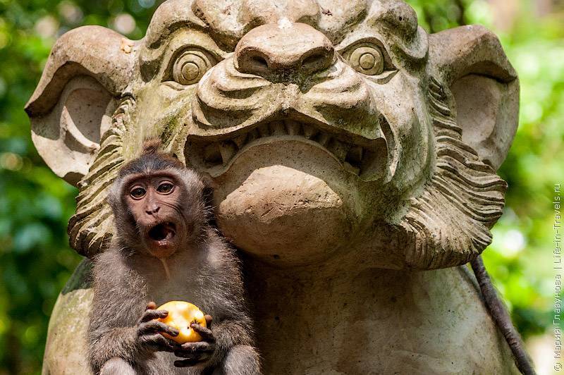 Почему аватары скучающих обезьян захватывают рынок nft?