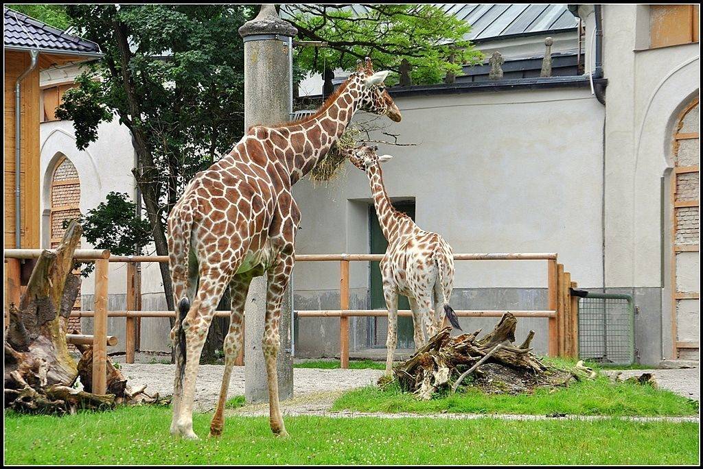 Зоопарки германии