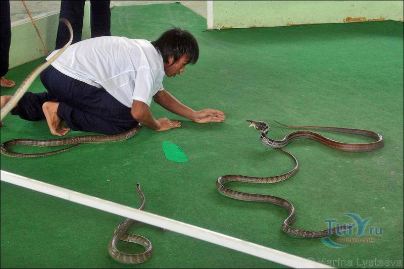 Шоу змей в паттайе - стоит ли идти? - вечное лето - всё про путешествия, таиланд, турция