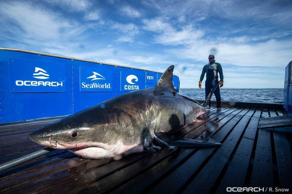 Акулы в таиланде — водятся ли опасные акулы в морях таиланда