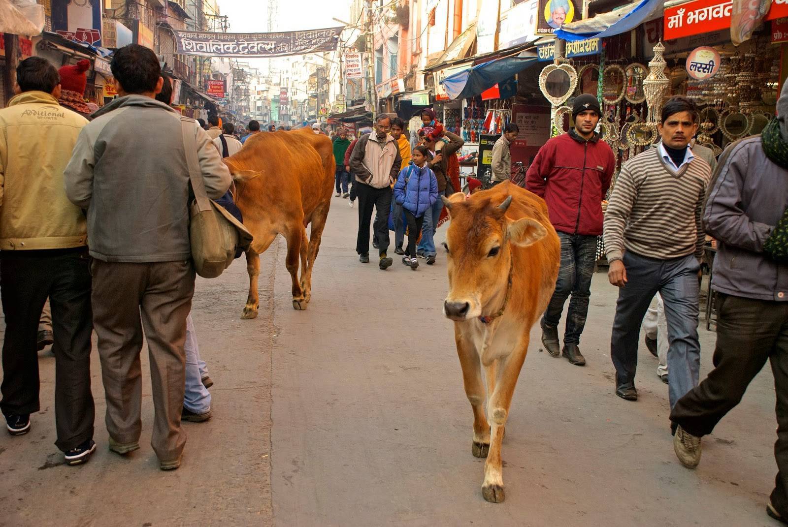 Почему корова – священное животное в индии? 2020