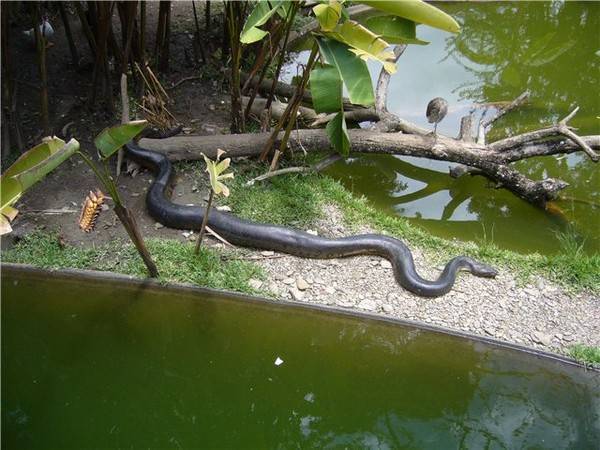 Ямкоголовые змеи таиланда