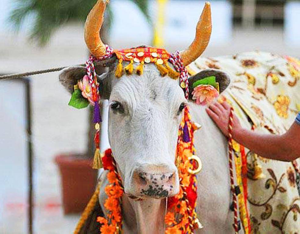 Почему в индии корова - священное животное и ее почитают как божество?