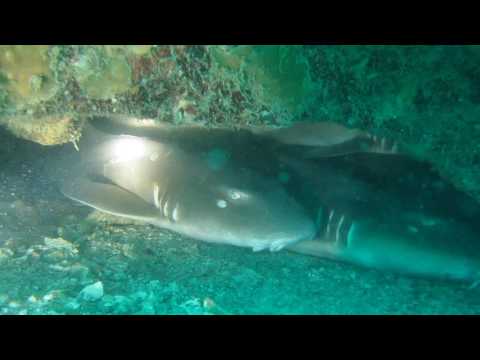 Существует ли опасность нападения акул у побережья гоа?