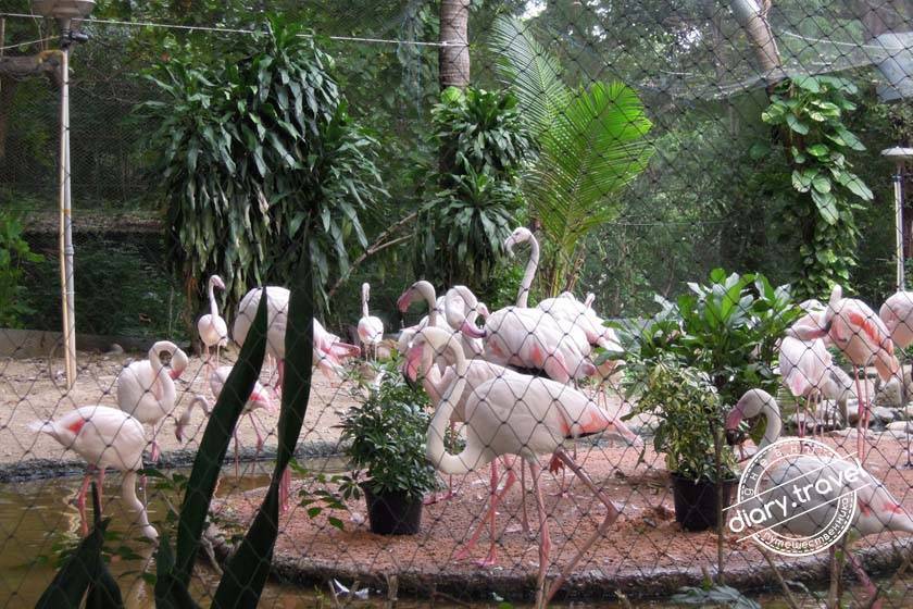 Стоит ли посещать зоопарк dusit zoo в бангкоке? (видео)