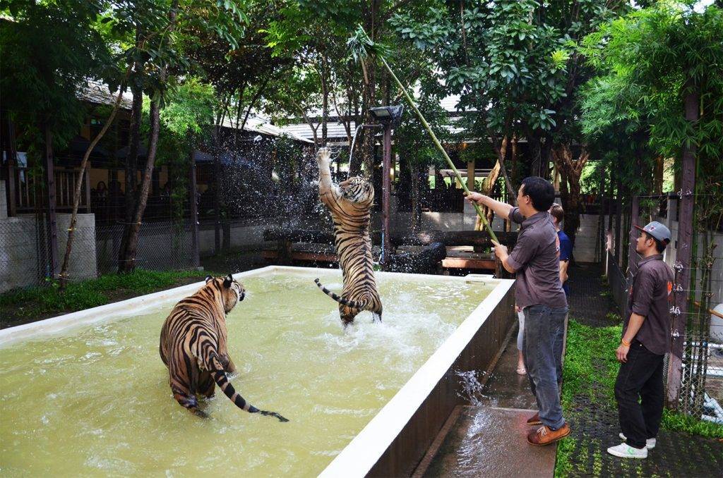 Зоопарк на пхукете "phuket zoo". личные отзывы с фото