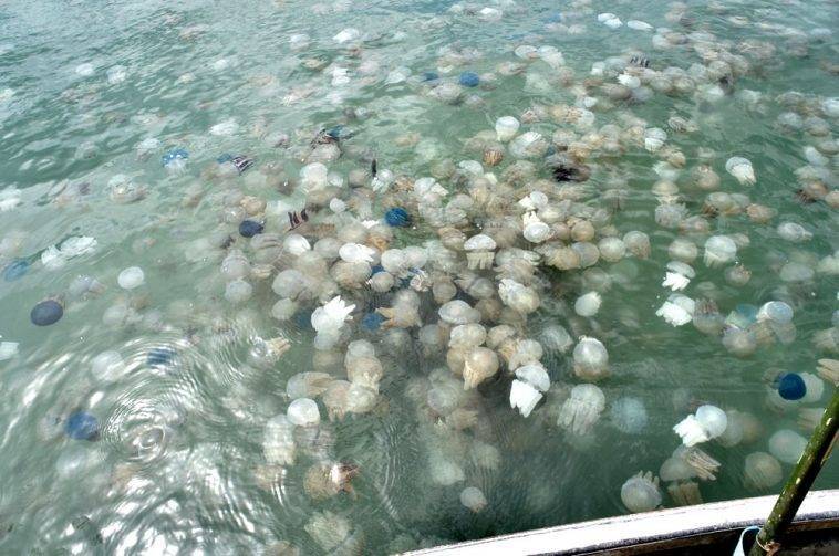 Медузы в тайланде – сезон и места появлений, вся информация