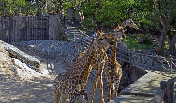 Зоопарк кхао кхео в паттайе: как добраться, фото, видео, отзывы