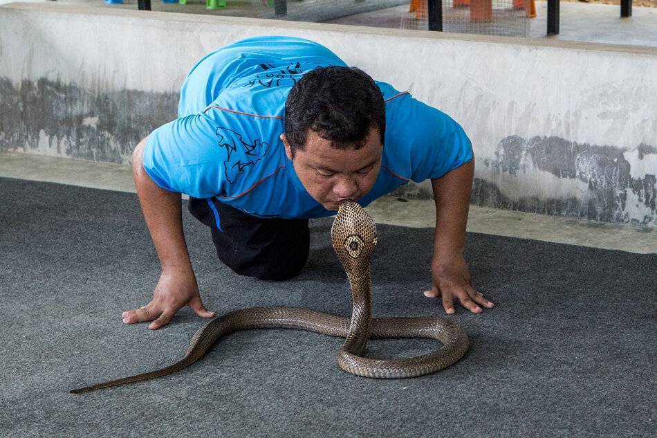 Змеи таиланда с фото и названиями - ядовитые и опасные, зелёные, морские, на пхукете и в паттайе