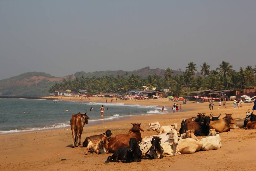 Самые популярные пляжи индии зимой и летом