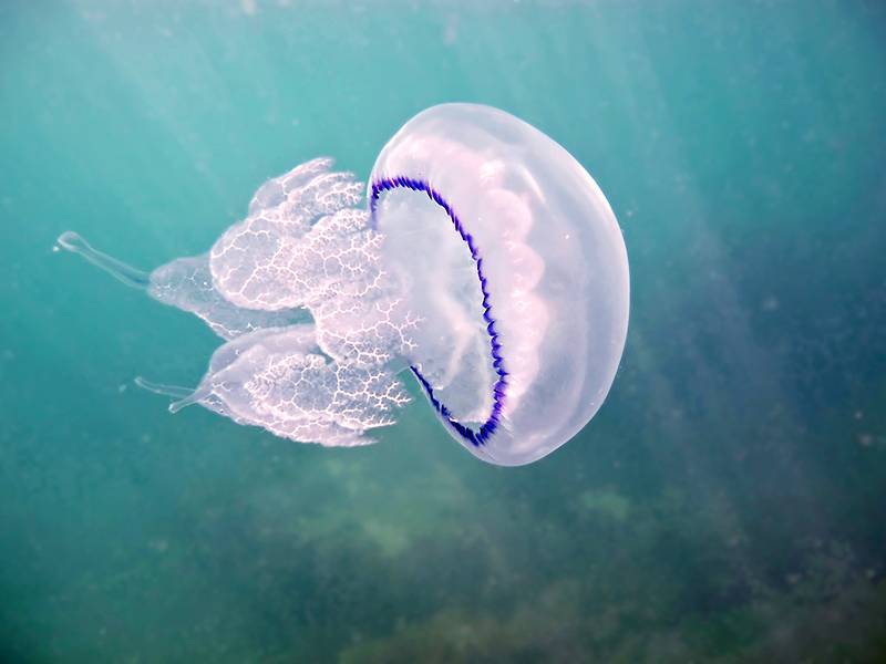 Медузы в тайланде: виды, что делать, если ужалила медуза