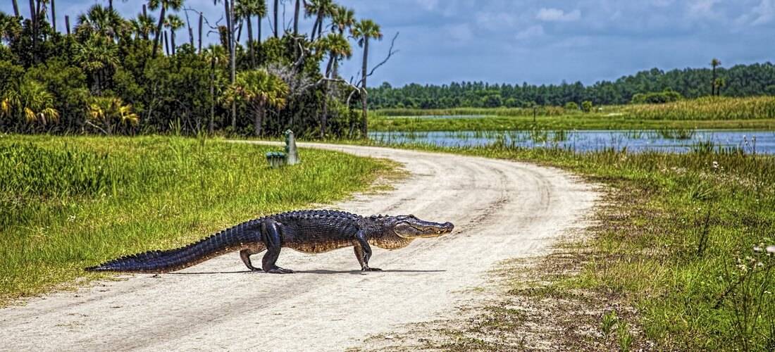 Национальный парк эверглейдс