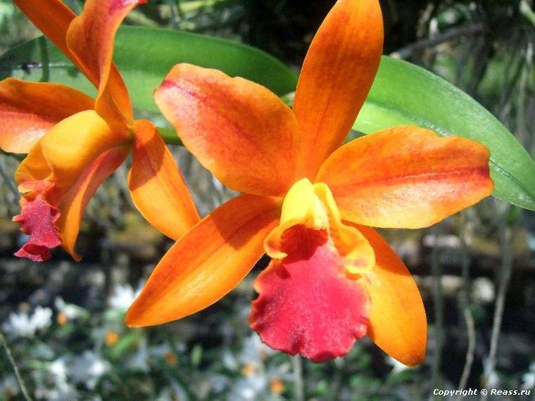 Phuket orchid resort