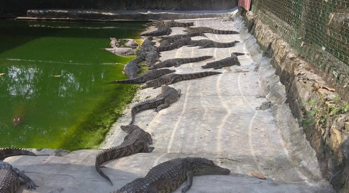 Подробный обзор крокодиловой фермы на Фукуоке