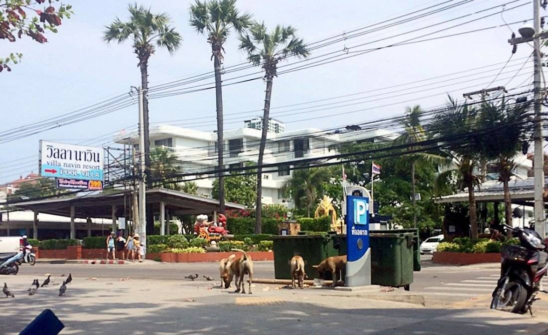 Правила ввоза и вывоза животных в таиланде — 2020 год — thai notes