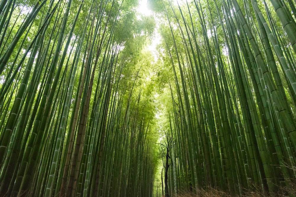 Древесина бамбука. свойства и сфера использования