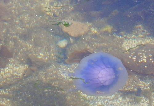 Медузы в таиланде на острове пхукет: стоит ли ехать?