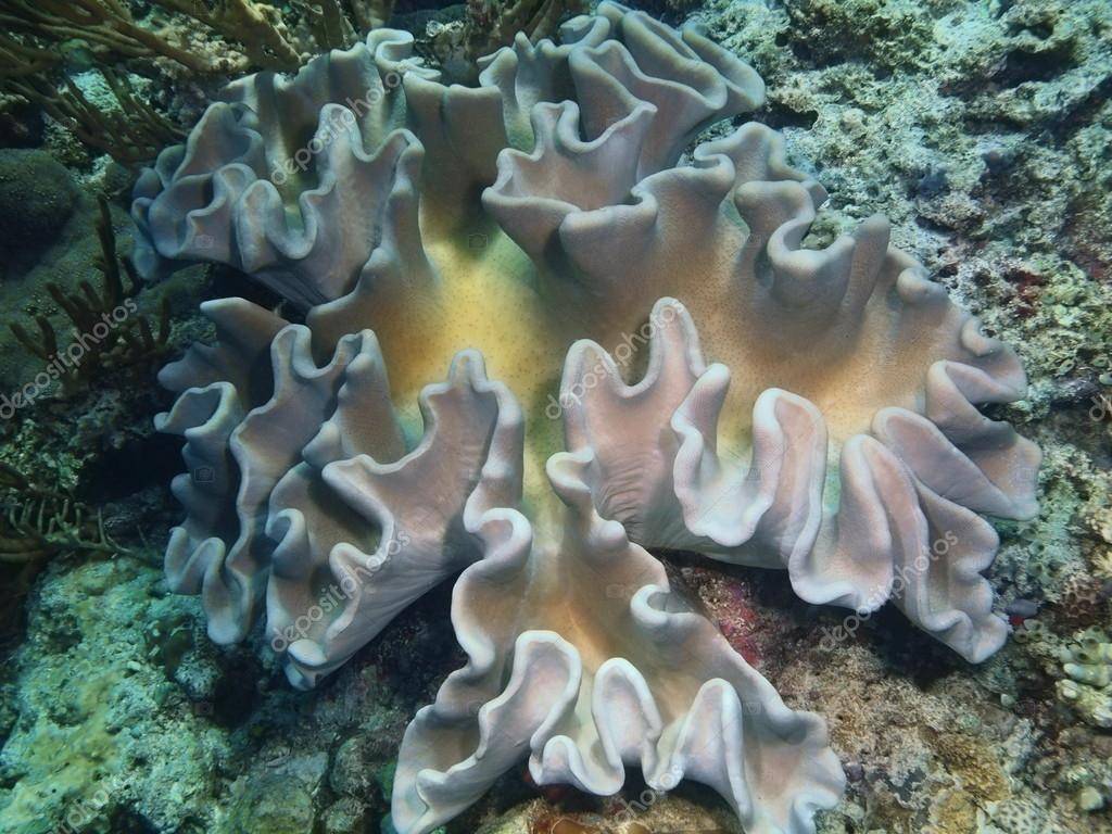 Лучшие места для снорклинга на бали - коралловые рифы