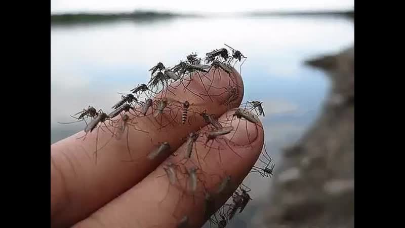 Комары в тайланде: есть ли они, опасны ли укусы, средства